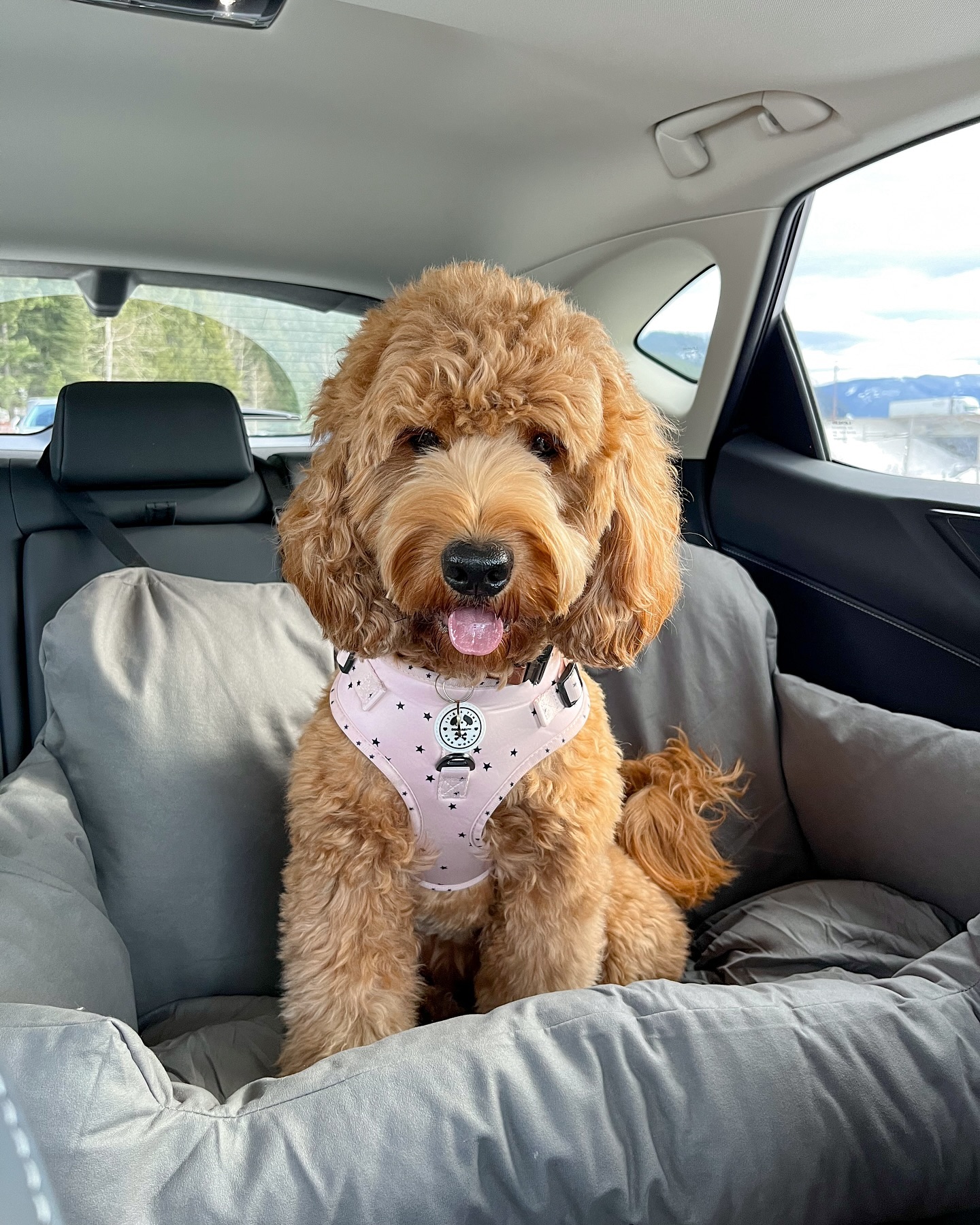 A Complete Guide to Dog Car Seats: What They Are and Why You Need One