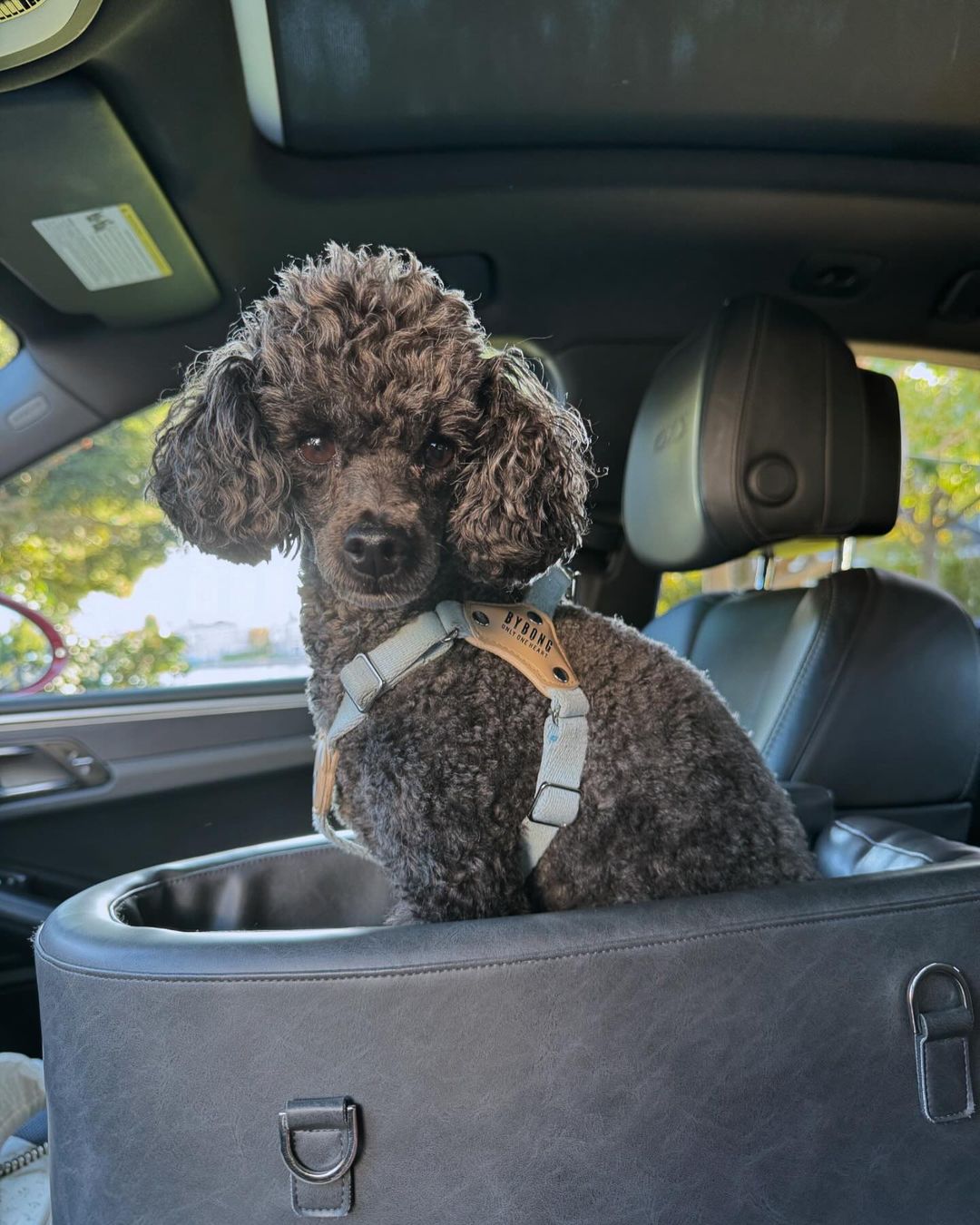 Pet-Friendly Car Rentals: Travel Comfortably with Your Furry Friend!