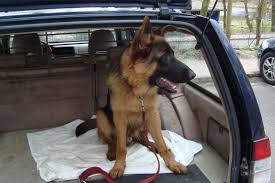 How to Keep Your Pet Safe While Driving – MotorVero’s Expert Tips