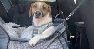 Video Guide: How to Keep Your Pet Safe While Traveling in the Car