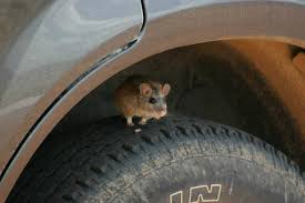 Effective Tips to Prevent Mice and Rodents from Invading Your Vehicle Effective Tips to Prevent Mice and Rodents from Invading Your Vehicle